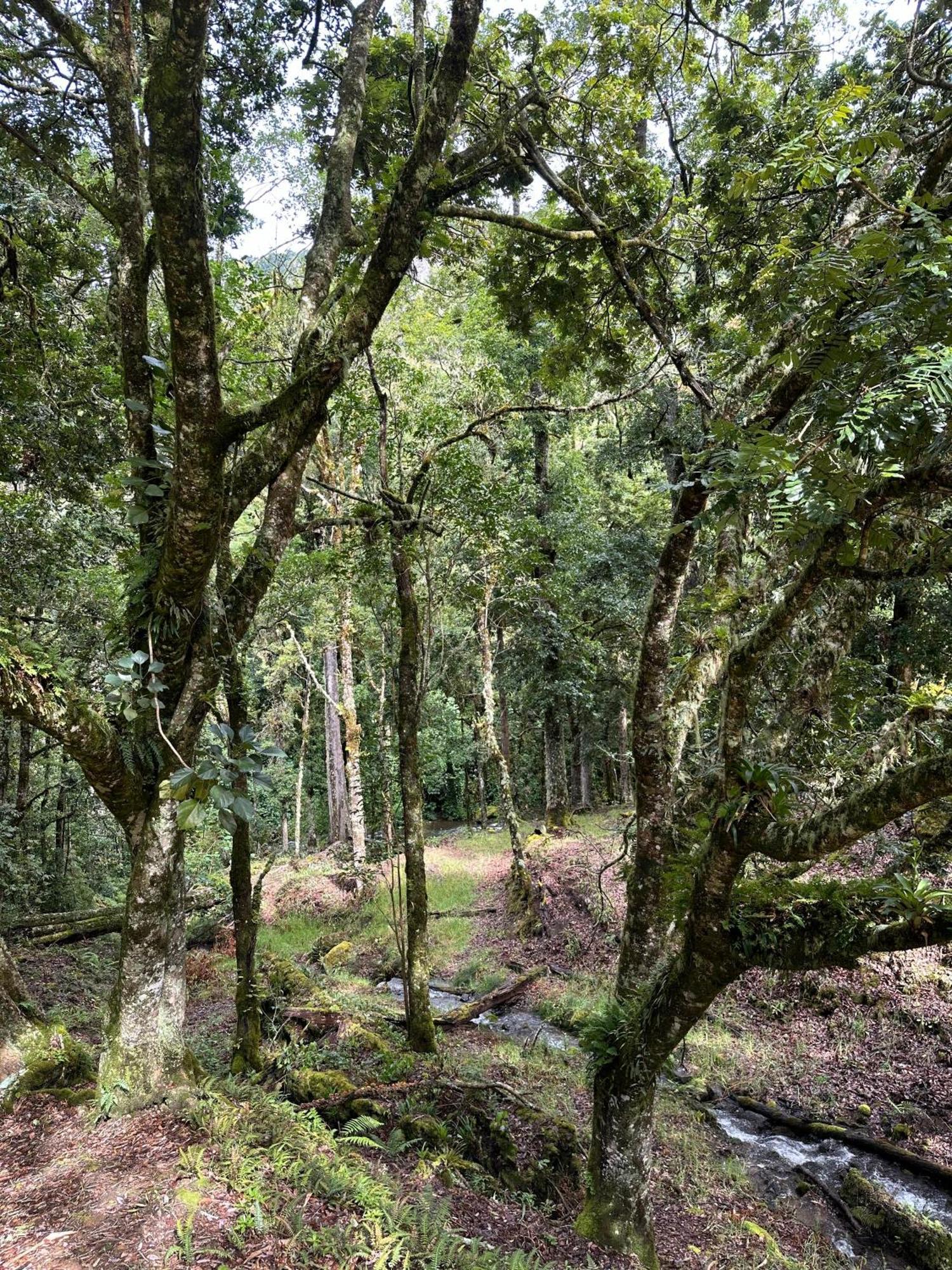 Entre Arboles Lodge San Gerardo de Dota Exterior foto